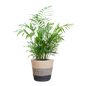 Chamadorea Elegans met Mand Lissabon zwart - 55cm - Ø17