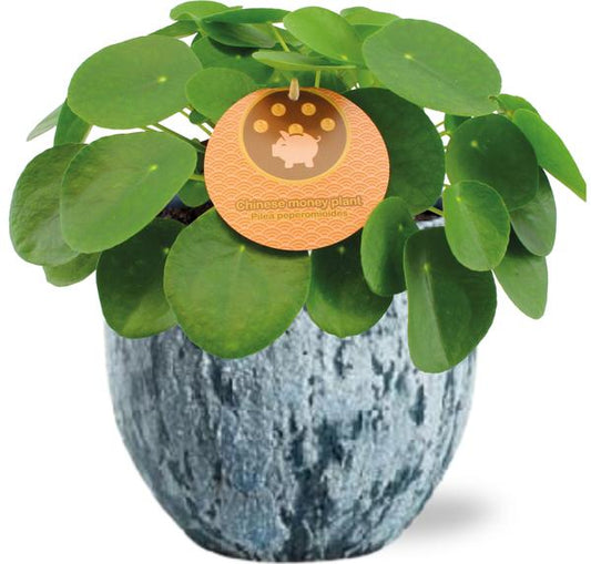 Pilea Peperomioides - Ø15cm - ↕30cm + Sem Pot D16x14cm - Blauw