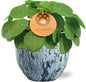 Pilea Peperomioides - Ø15cm - ↕30cm + Sem Pot D16x14cm - Blauw
