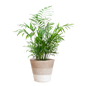 Chamadorea Elegans met Mand Lissabon wit - 55cm - Ø17