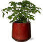 Rademachera Sinica - Ø12cm - ↕27cm + Puglia Pot D13/14,5x13,5cm - Rood
