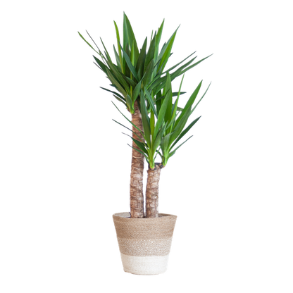 Yucca Elephantipes met Mand Lissabon wit - 90cm - Ø21