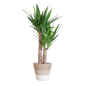 Yucca Elephantipes met Mand Lissabon wit - 90cm - Ø21