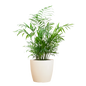 Chamadorea Elegans met Viber wit - 55cm - Ø17