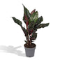 Calathea Ornata - Ø14cm - ↕50cm