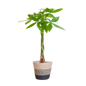 Pachira Aquatica met Mand Lissabon zwart - 80cm - Ø21