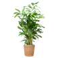 Caryota Mitis XL met mand Torun - 130cm - Ø24
