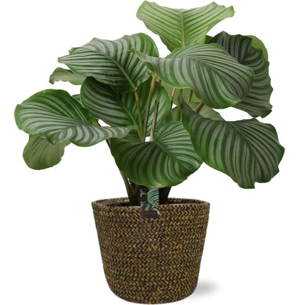 Calathea Orbifolia - Ø21cm - ↕50cm + Selin Pot D22x19cm - Zwart