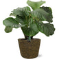 Calathea Orbifolia - Ø21cm - ↕50cm + Selin Pot D22x19cm - Zwart