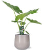 Dieffenbachia Seguine Tropic Snow - Ø19cm - ↕70cm + Puglia Pot D21/23,5x21cm - Grijs