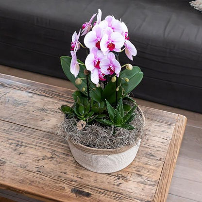 Kolibri Orchids | roze Phalaenopsis orchidee - Niagara Fall - potmaat Ø9cm | bloeiende kamerplant - vers van de kweker