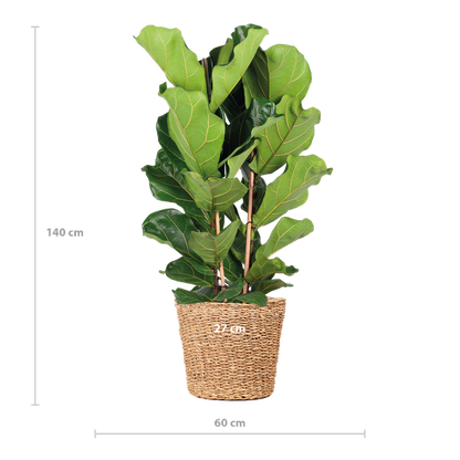 Ficus Lyrata XL met Torun mand - 140cm - Ø27