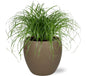 Cyperus Alternifolius - Ø12cm - ↕20cm + Bowl Pot D13/14.5x13cm - Bruin