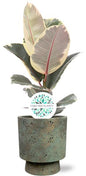 Ficus Elastica Tineke - Ø17cm - ↕60cm + Pot Aily D19x23cm - Groen