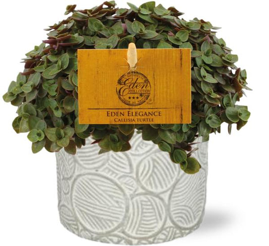 Callisia Turtle - Ø10,5cm - ↕15cm + Stone Pot Circles D12x10cm - Wit