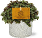 Callisia Turtle - Ø10,5cm - ↕15cm + Stone Pot Circles D12x10cm - Wit