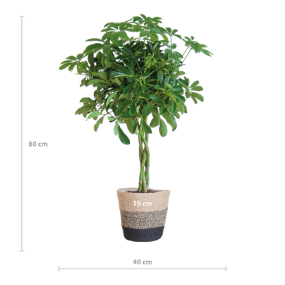 Schefflera Arab Nora met Mand Lissabon zwart - 70cm - Ø21