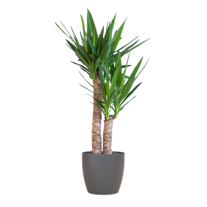 Yucca Elephantipes met Viber zwart - 90cm - Ø21