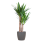 Yucca Elephantipes met Viber zwart - 90cm - Ø21