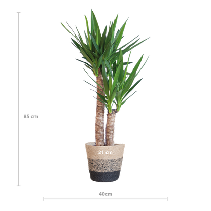 Yucca Elephantipes met Mand Lissabon zwart - 90cm - Ø21