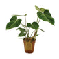 Philodendron Gloriosum - Ø15cm - ↕40cm