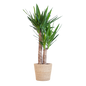 Yucca Elephantipes met Sofia mand naturel - 90cm - Ø21