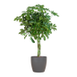 Schefflera Arab Nora met Viber grijs - 70cm - Ø21