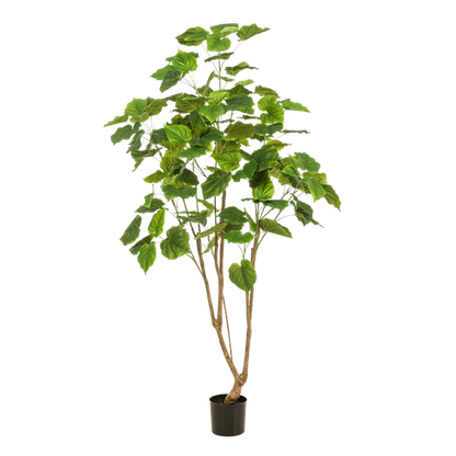 Kunstplant - Ficus umbellate - Afrikaanse vijg - 180cm