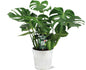 Monstera Deliciosa - Ø21 - ↕65cm + Pot D22,5x21cm - Zink