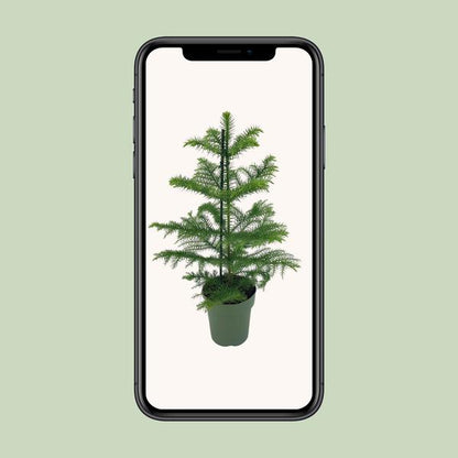 Araucaria Heterophylla - Ø14cm - ↕40cm