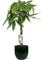 Pachira Aquatica - Ø21cm - ↕90cm + Jolin Pot D24x23cm - Groen