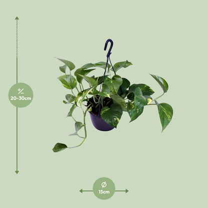Epipremnum Aureum - Ø15cm - ↕30cm