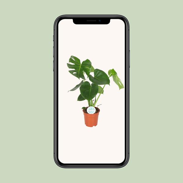 Monstera Deliciosa - Ø17cm - ↕55cm