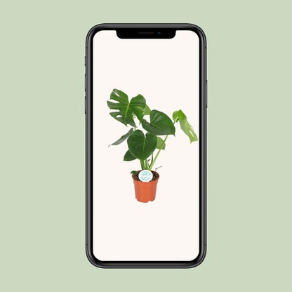 Monstera Deliciosa - Ø17cm - ↕55cm