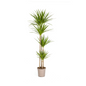 Dracaena Marginata Green Ø27cm - ↕180cm