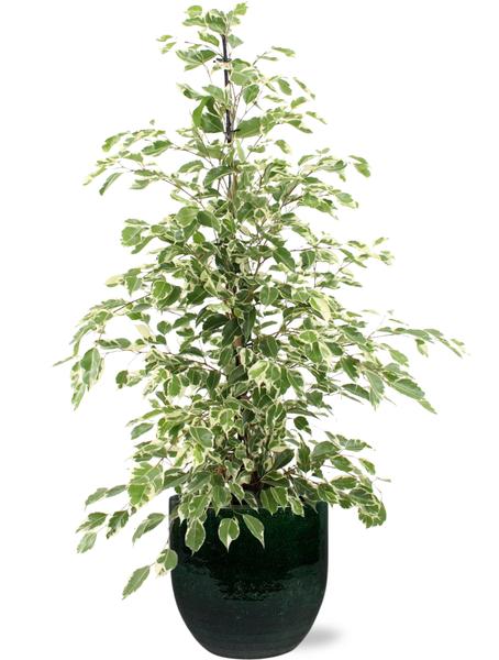 Ficus benjamina Twilight - Ø21cm - ↕95cm + Jolin Pot D24x23cm - Groen