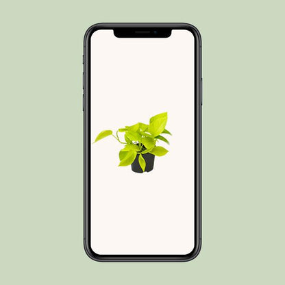 Epipremnum Golden Pothos - Scindapsus - Ø12 - ↕15cm