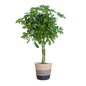 Schefflera Arab Nora met Mand Lissabon zwart - 70cm - Ø21