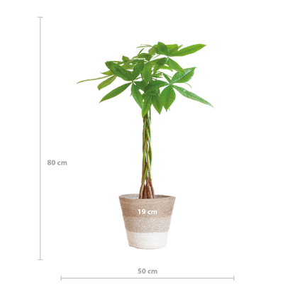 Pachira Aquatica met Mand Lissabon wit - 80cm - Ø21