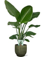 Strelitzia Nicolai - Ø19cm - ↕90cm + Lykke Pot D21x20cm - Groen