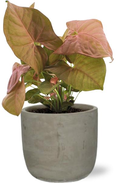 Syngonium Neon - Ø12cm - ↕25cm + Stone Rond D13,5x13cm - Grijs