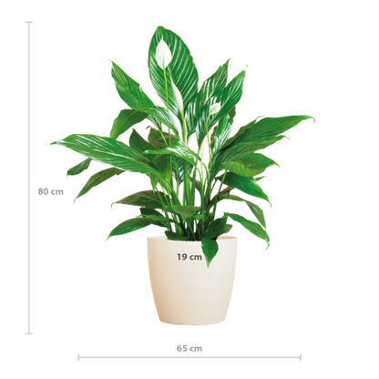 Spathiphyllum met Viber wit - 80cm - Ø21