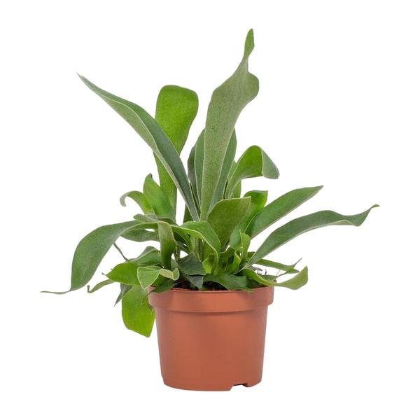 Platycerium Netherlands 12cm - Ø12cm - ↕23cm
