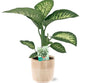 Dieffenbachia Seguine Tropic Snow - Ø19cm - ↕70cm + Terni Pot D20x20cm - Roze