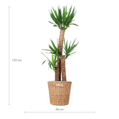 Yucca XL met Torun mand - 125cm - Ø24