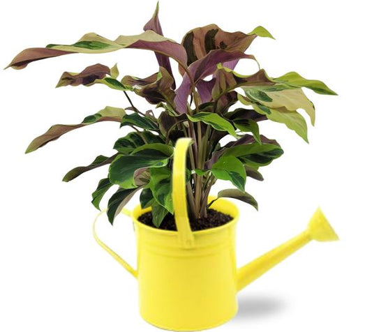 Calathea Yellow Fusion - Ø14cm - ↕40cm + Gieter D14,5x14,5cm - Geel