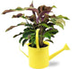 Calathea Yellow Fusion - Ø14cm - ↕40cm + Gieter D14,5x14,5cm - Geel