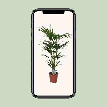 Howea forsteriana - Ø21cm - ↕120cm - Ø21 - ↨120cm