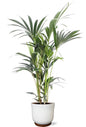 Howea Forsteriana 5 Pit - Ø21cm - ↕100cm + Jayla Pot D22x20cm - Wit