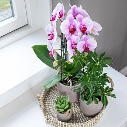 Kolibri Orchids | roze Phalaenopsis orchidee - Niagara Fall - potmaat Ø9cm | bloeiende kamerplant - vers van de kweker